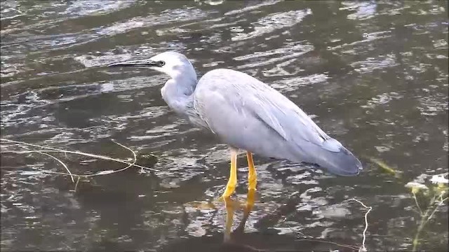 White-faced Heron - ML201718871