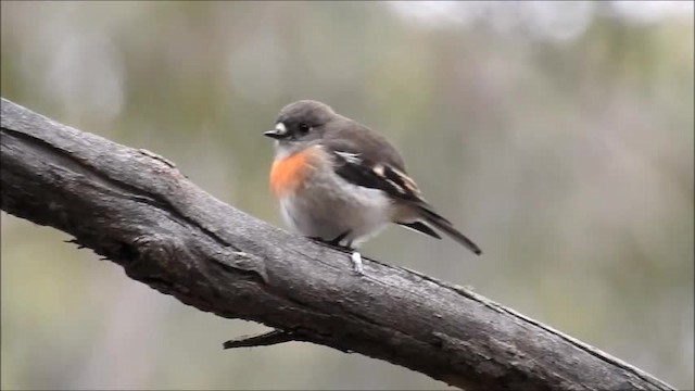 Scarlet Robin (Scarlet) - ML201718881