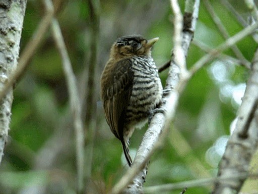 Ochre-collared Piculet - ML201718981