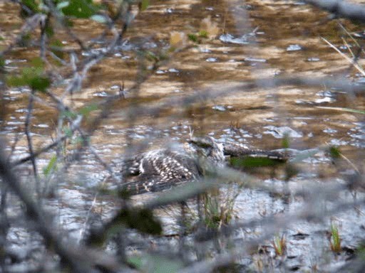 Scissor-tailed Nightjar - ML201719011