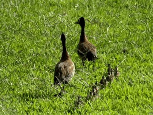 White-faced Whistling-Duck - ML201719051