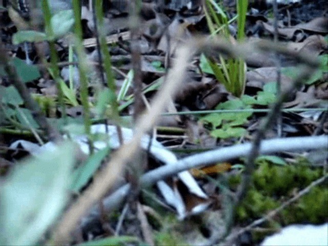 Variable Antshrike - ML201719071