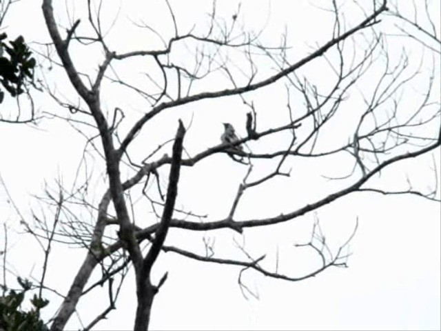 Bare-throated Bellbird - ML201719101