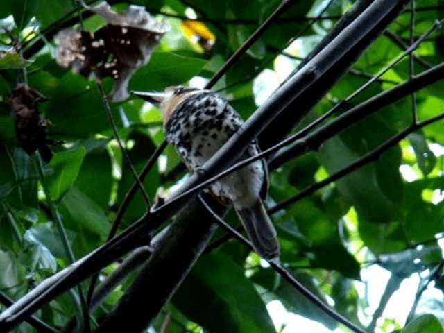 Spotted Puffbird - ML201719151