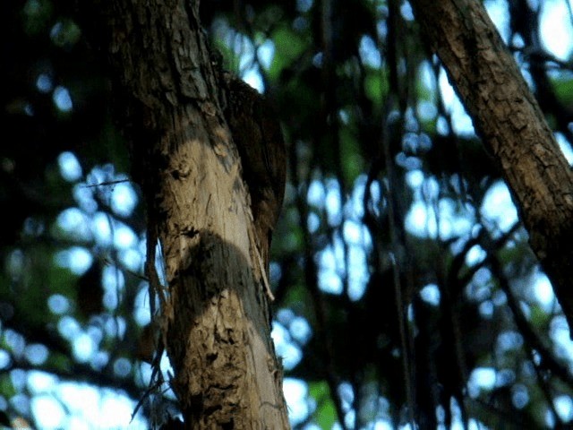 Straight-billed Woodcreeper - ML201719171