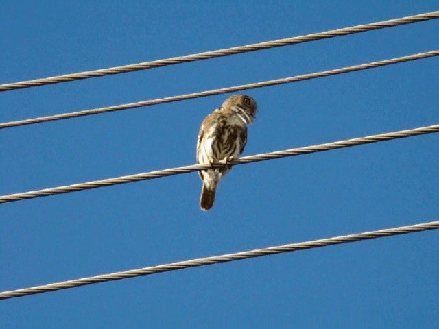 Ferruginous Pygmy-Owl (Ferruginous) - ML201719181