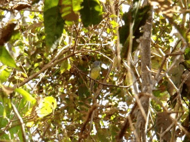 Stripe-necked Tody-Tyrant - ML201719211