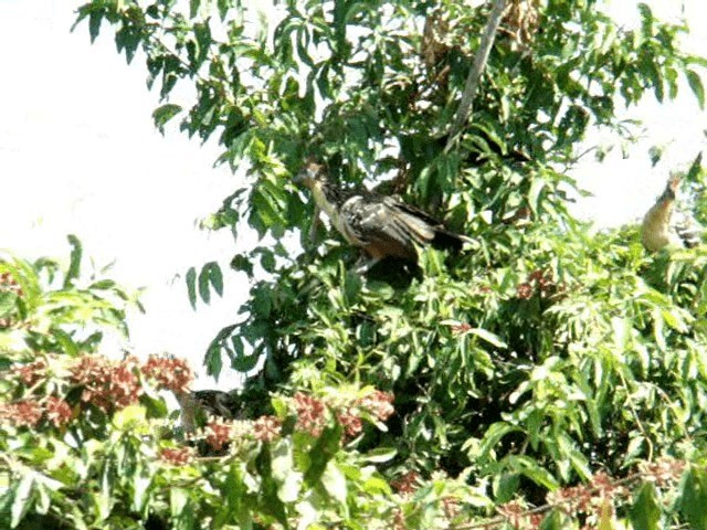 Hoatzin - ML201719271