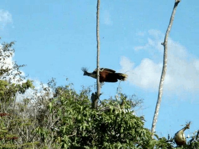 Hoatzin - ML201719281