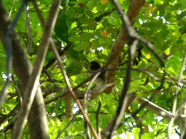 Rusty-fronted Tody-Flycatcher - ML201719321