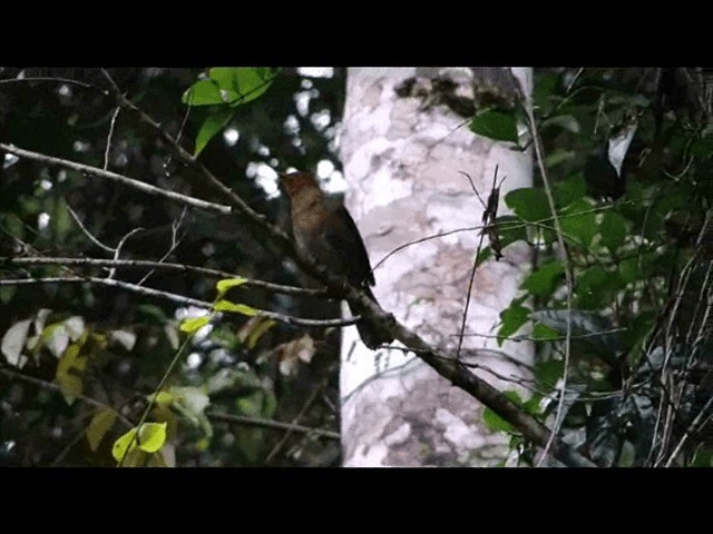 キノドヒトリツグミ（leucogenys） - ML201719361