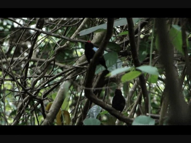 Blue-backed Manakin - ML201719431