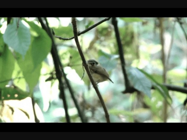 White-throated Spadebill (Eastern) - ML201719451