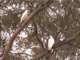 Western Corella - ML201719561