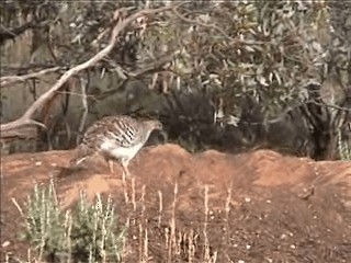 Великоніг строкатий - ML201719681