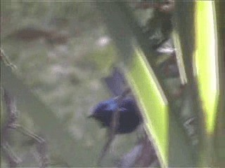 Purple-backed Fairywren (Purple-backed) - ML201719701