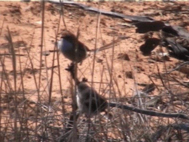 Mallee Emuwren - ML201719891