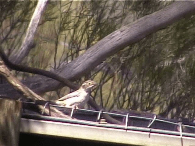 Brown-headed Honeyeater - ML201719991