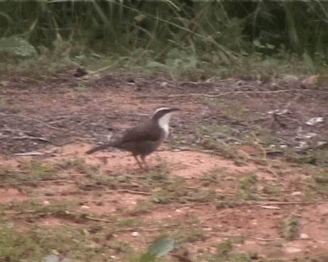 White-browed Babbler - ML201720051