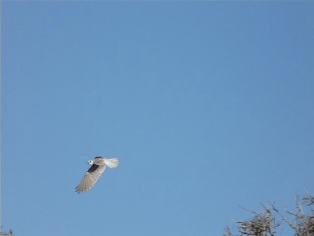 Letter-winged Kite - ML201720081