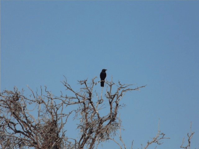 Little Crow - ML201720091