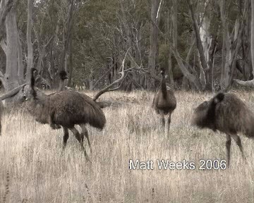 emu hnědý - ML201720101
