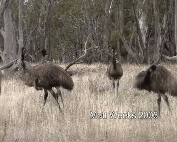 Émeu d'Australie - ML201720101