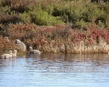 Black Swan - ML201720121