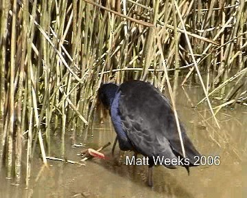 Australasian Swamphen - ML201720131