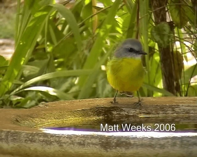 Eastern Yellow Robin - ML201720221