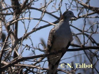 Bar-shouldered Dove - ML201720241