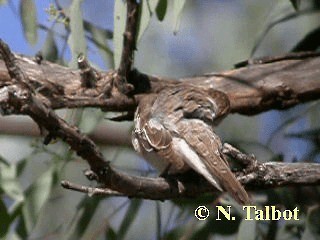 White-winged Triller - ML201720251