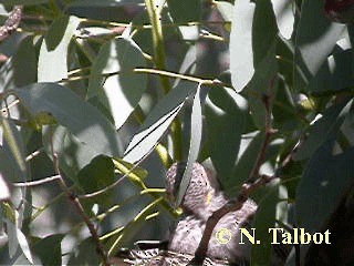 White-winged Triller - ML201720261