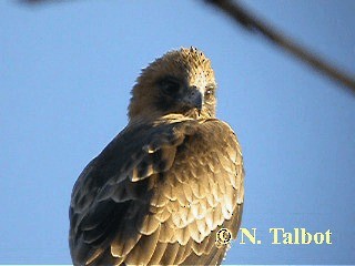 Little Eagle - ML201720281
