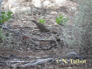 Cinclosome marron - ML201720301