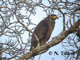 Crested Serpent-Eagle (Crested) - ML201720381