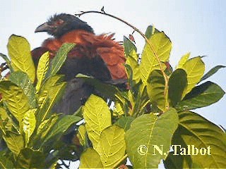 orientsporegjøk (sinensis gr.) - ML201720601