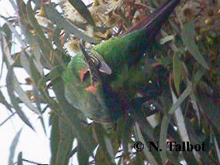 Swift Parrot - ML201720631