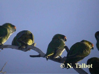 ムラサキガシラジャコウインコ - ML201720641