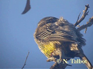 Red Wattlebird - ML201720651