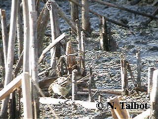 Little Grassbird - ML201720661