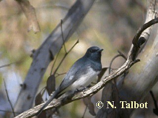 Leaden Flycatcher - ML201720671