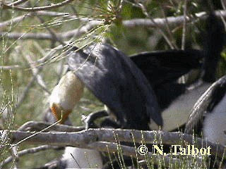 Little Pied Cormorant - ML201720691