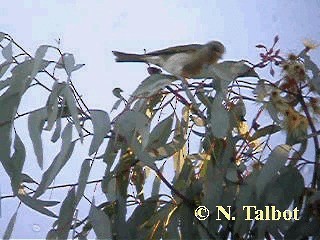 Fuscous Honeyeater - ML201720711