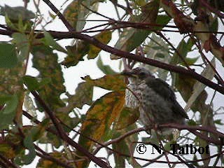 Rufous Whistler - ML201720741