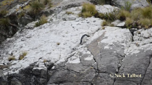 Fiordland Penguin - ML201720791