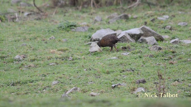 chřástal weka - ML201720811