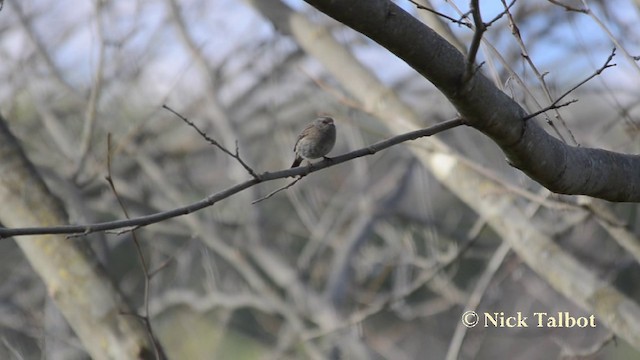 Dunnock - ML201720841