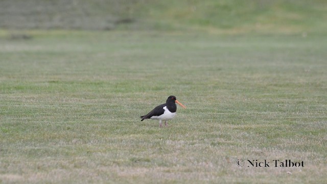 South Island Oystercatcher - ML201720851