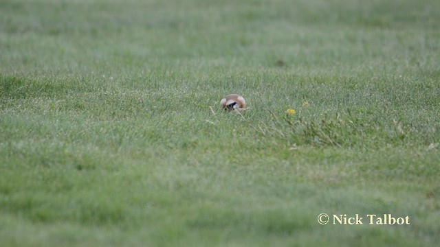 ゴシキヒワ（carduelis グループ） - ML201720861